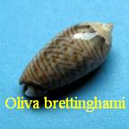 Oliva (Proxoliva) brettinghami, Bridgman 1909